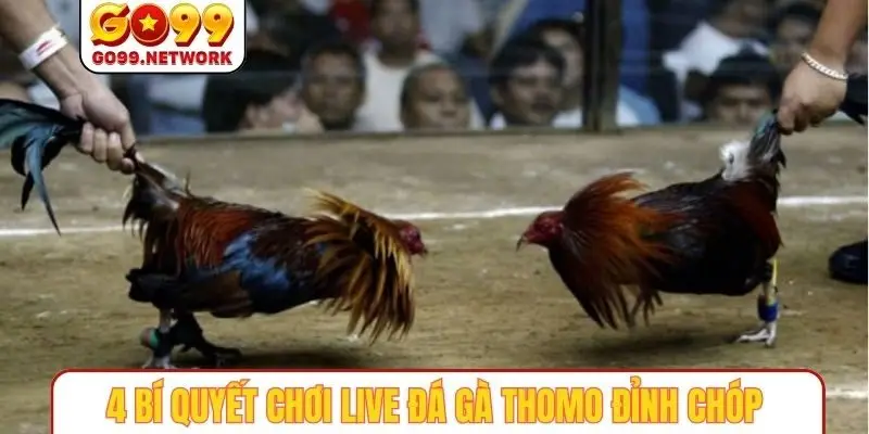 4 bí quyết chơi live đá gà thomo đỉnh chóp