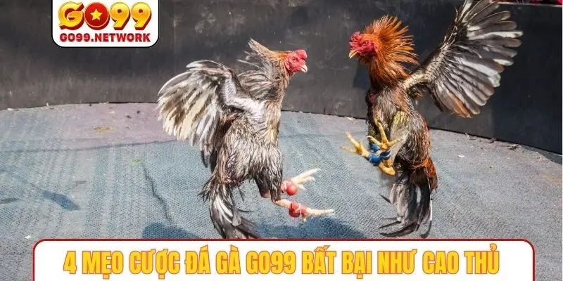 4 mẹo cược đá gà GO99 bất bại như cao thủ
