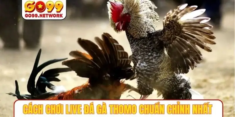 Cách chơi live đá gà thomo chuẩn chỉnh nhất