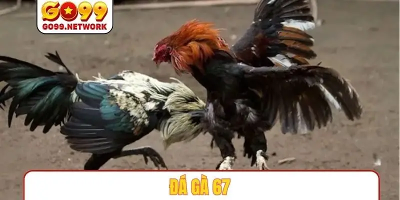 Đá Gà 67