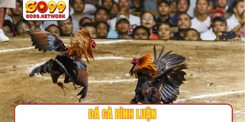 Đá gà bình luận