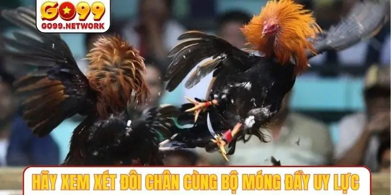 Hãy xem xét đôi chân cùng bộ móng đầy uy lực