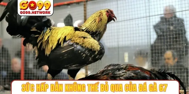 Sức hấp dẫn không thể bỏ qua của đá gà 67